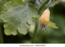 Attēlu rezultāti vaicājumam “Chelidonium majus bud”