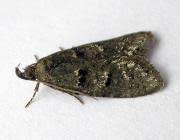 Attēlu rezultāti vaicājumam “Luquetia lobella”