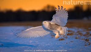 Image result for Bubo scandiacus