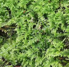 Attēlu rezultāti vaicājumam “Thuidium recognitum”