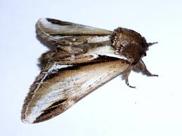 Attēlu rezultāti vaicājumam “Pheosia gnoma”