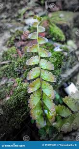 Attēlu rezultāti vaicājumam “Asplenium viride”