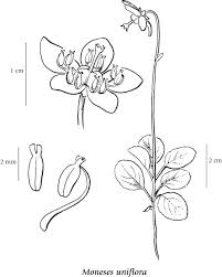 Attēlu rezultāti vaicājumam “Moneses uniflora fruit”