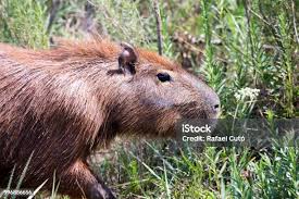 Attēlu rezultāti vaicājumam “Hydrochoerus hydrochaeris”