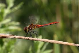 Attēlu rezultāti vaicājumam “Sympetrum sanguineum male”