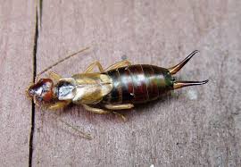 Attēlu rezultāti vaicājumam “Forficula auricularia female”