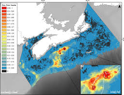 Image result for Vazella pourtalesii