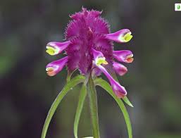 Attēlu rezultāti vaicājumam “Melampyrum cristatum”