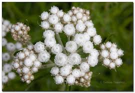 Attēlu rezultāti vaicājumam “Anaphalis margaritacea flower”