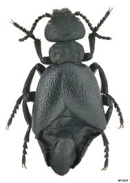 Attēlu rezultāti vaicājumam “Meloe sp.”