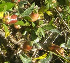 Attēlu rezultāti vaicājumam “Rabdophaga salicis”