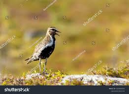 Attēlu rezultāti vaicājumam “Pluvialis apricaria”