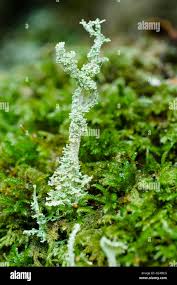 Attēlu rezultāti vaicājumam “Cladonia squamosa”
