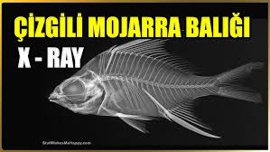 Image result for Eugerres plumieri