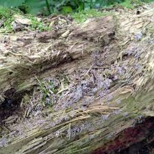 Attēlu rezultāti vaicājumam “Stemonitopsis typhina var. similis spores”