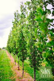 Attēlu rezultāti vaicājumam “Quercus robur”