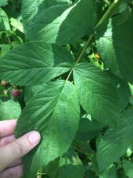 Attēlu rezultāti vaicājumam “Rubus idaeus leaf”