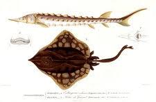 Image result for Rostroraja eglanteria