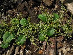Attēlu rezultāti vaicājumam “Chenopodium polyspermum var. acutifolium”