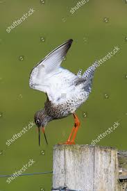 Attēlu rezultāti vaicājumam “Tringa totanus adult”