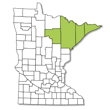 Attēlu rezultāti vaicājumam “Subularia aquatica leaf”