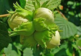 Attēlu rezultāti vaicājumam “Corylus avellana”