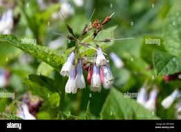 Attēlu rezultāti vaicājumam “Symphytum grandiflorum flower”