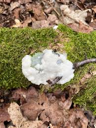 Attēlu rezultāti vaicājumam “Brefeldia maxima spores”