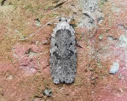 Attēlu rezultāti vaicājumam “Agonopterix heracliana”