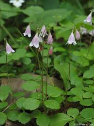 Attēlu rezultāti vaicājumam “Linnaea borealis flower”
