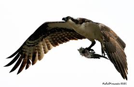 Attēlu rezultāti vaicājumam “Pandion haliaetus adult”