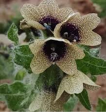 Attēlu rezultāti vaicājumam “Hyoscyamus niger”