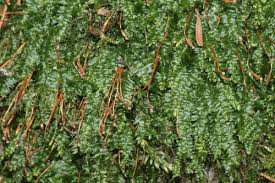 Attēlu rezultāti vaicājumam “Plagiothecium nemorale”