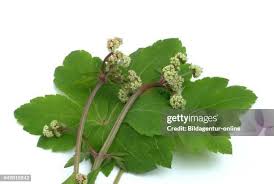 Attēlu rezultāti vaicājumam “Sanicula europaea”