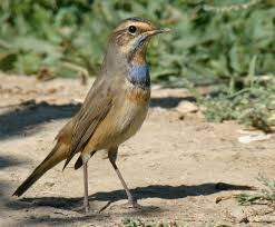 Attēlu rezultāti vaicājumam “Luscinia svecica adult”