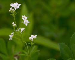 Attēlu rezultāti vaicājumam “Galium uliginosum”