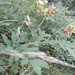 Attēlu rezultāti vaicājumam “Lathyrus laevigatus”