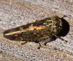 Attēlu rezultāti vaicājumam “Lamprotettix nitidulus”