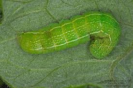 Attēlu rezultāti vaicājumam “Orthosia sp. larva”