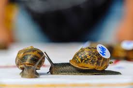 Image result for World Snail Racing Championships