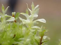 Attēlu rezultāti vaicājumam “Plagiomnium elatum”