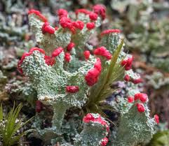 Attēlu rezultāti vaicājumam “Cladonia coccifera”