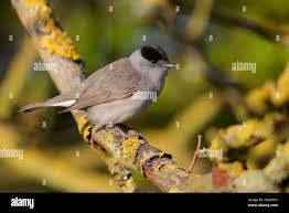 Attēlu rezultāti vaicājumam “Sylvia atricapilla male”