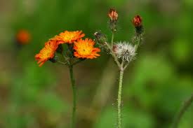 Image result for Hieracium aurantiacum