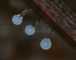 Attēlu rezultāti vaicājumam “Lamproderma ovoideum spores”