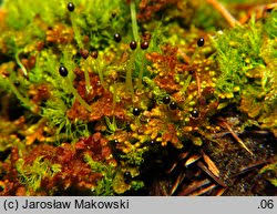 Attēlu rezultāti vaicājumam “Ptilidium pulcherrimum”