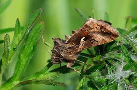 Attēlu rezultāti vaicājumam “Autographa gamma”