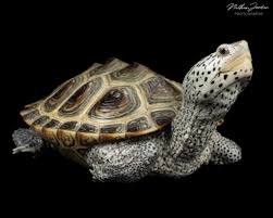 Image result for Malaclemys terrapin