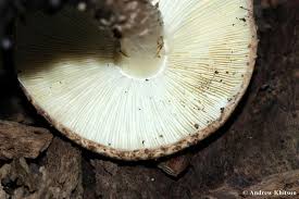 Attēlu rezultāti vaicājumam “Lepiota aspera”