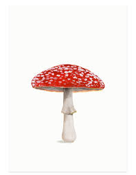 Image result for vliegenzwam